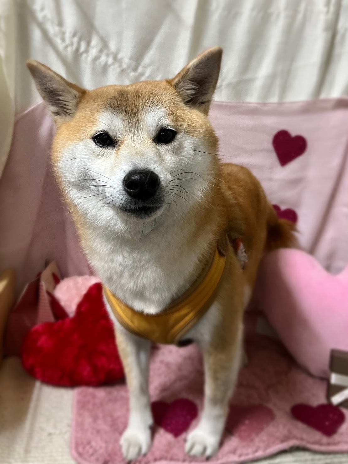 ゆず