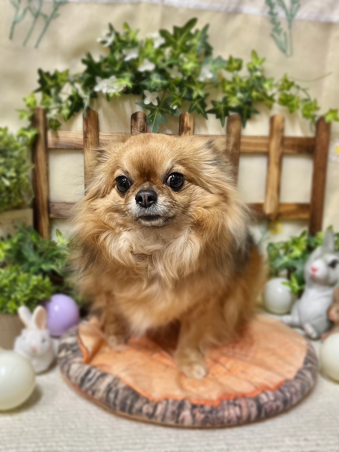 モモ
